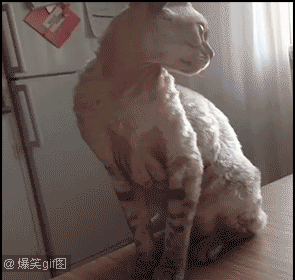 不要|感受下教科书一般的傲娇!