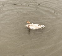 仰泳|没有对比就没有伤害,谁来救救我?