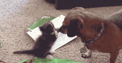 大爷|搞笑GIF：快还是你快，对不对另说