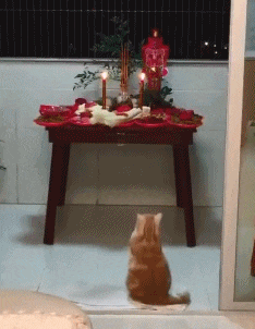 兄弟|搞笑GIF：你怎么还帮着别人欺负我呢？你还是不是我的好兄弟了！