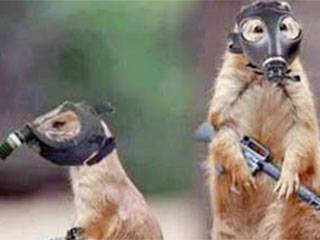 防空|搞笑GIF: 你们是防空队的吗...