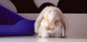 霸气|搞笑GIF: 霸气的车当然要用霸气的方式洗