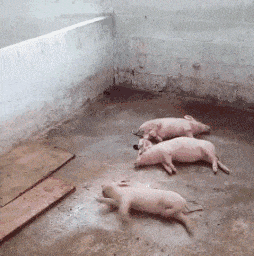 师兄|二师兄，你是不是又做噩梦了