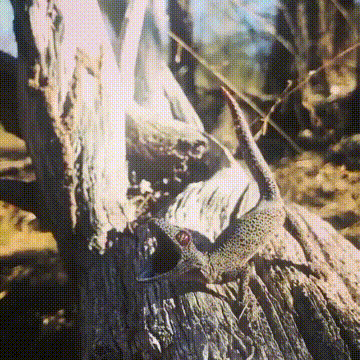 哥哥|搞笑GIF:刚结婚那会儿，媳妇总喊我哥哥说了她几次