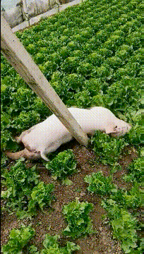 怎么办|搞笑GIF:大热的天,挤公交就是难受啊,怎么办!