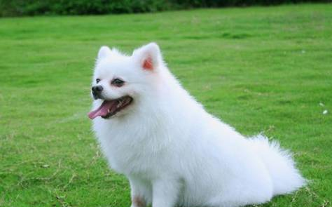 老婆|搞笑小段子:老公,你心里的那只小兔子呢?