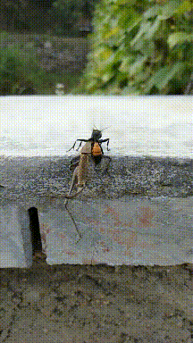 车子|搞笑GIF:这大爷一看就是汉子,车子说不要就不要了!