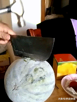 蜥蜴|内涵GIF:你们不能因为我是蜥蜴就这样对我!