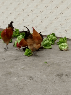 小娘|小娘们一言不合就趴墙头,隔壁大叔乐坏了,细心的王大妈找到亮点