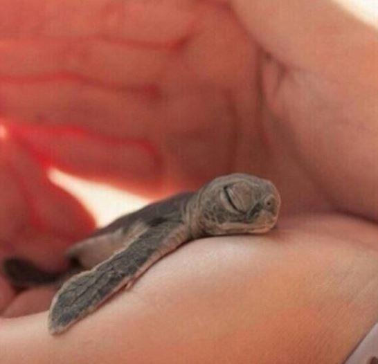 可爱|搞笑:原来青蛙也会沉思，这只蜥蜴正在休息，那是我的猫食吗？