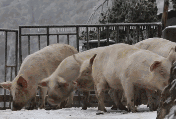 搞笑图片|搞笑图片：南方大雪，最开心的竟然是这群猪~