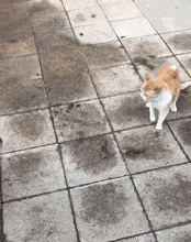 节奏感|GIF搞笑趣图: 吵架还能吵出跳舞的感觉, 多强烈的节奏感!