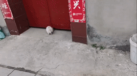 重金属|这是我们村唯一一只学过摇滚的鸡，这嗓子也太「重金属」了吧！！