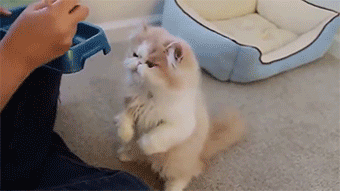 希特勒|各种萌宠物搞怪图片，让你开心一天