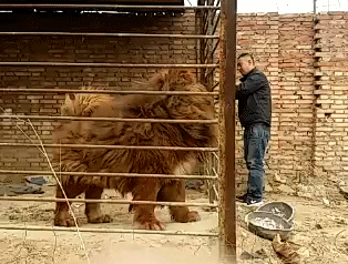 藏獒|?爆笑GIF趣图:这藏獒怎么这么大,跟头狮子差不多