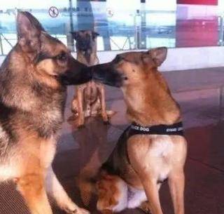 单身|搞笑GIF动图：心疼后面那只单身狗 ！