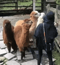 雨衣|搞笑GIF：哈哈