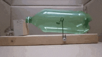 门外|搞笑GIF：门外写着内有恶犬，但我没相信