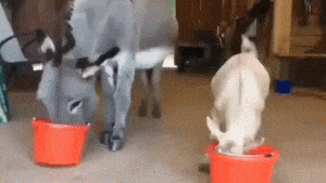 意思|搞笑gif: 直到我长大以后我才看懂什么意思