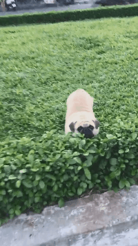 气人|搞笑GIF趣图:会滑板也就算了，还会拐弯，你说气人不？