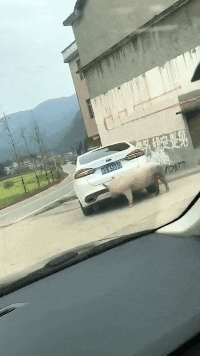 娘家人|搞笑GIF：狗：终于找到娘家人了！