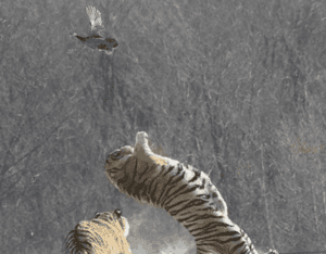 脚法|如此妖娆的脚法,怎能不赢