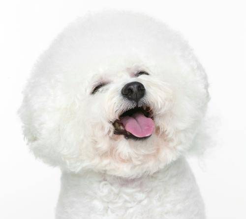 丈母娘|欢笑集锦：儿子，这个姑娘不错，你拿下给我当儿媳妇吧