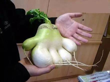 莫言|活捉一枚混进土豆家族里的人类卧底！