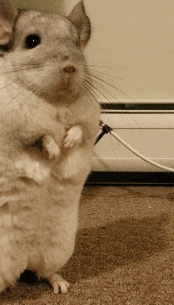 媳妇|搞笑GIF: 每次看到我媳妇对我这样, 我就觉得心里暖暖的