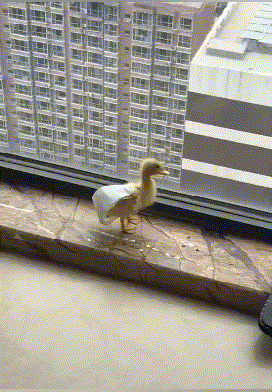 大娘|搞笑GIF趣图：是的，不过你要先打两万做个样子