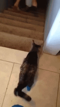 拦路石|爆笑GIF: 让你选一个,你会选择高冷的还是微笑的!