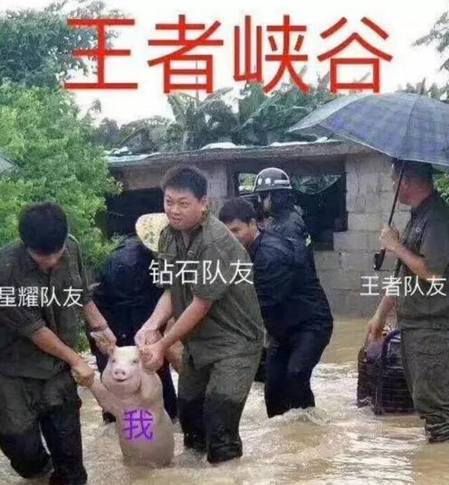 师兄|那只从台风中救出来的猪，被恶搞成表情包了