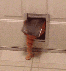 这是|搞笑GIF：这是什么动物，也太可爱了！好喜欢！