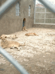 暖壶|搞笑GIF：守株待鹿