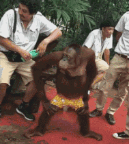 闲云野鹤|搞笑GIF:要是有这样一个媳妇,我也归隐山林闲云野鹤