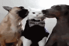 勇气|GIF趣图: 谁给你的勇气?少年