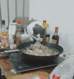 丰衣足食|GIF趣图: 敢欺骗我，信不信我咬你