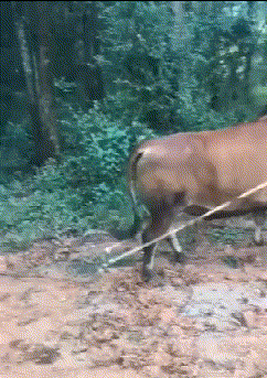 捅马蜂窝|这就是我有车还不卖牛的原因