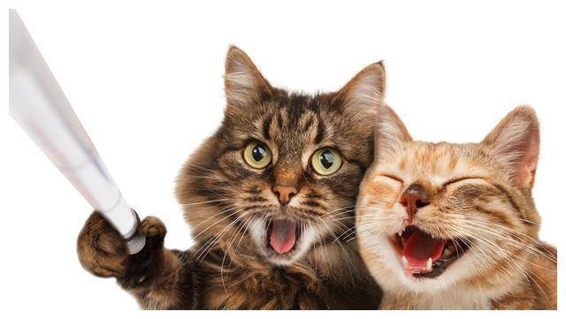 小美|最幽默笑话：男女有别