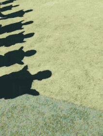 这件|爆笑GIF:狗子,这件事够你吹一辈子