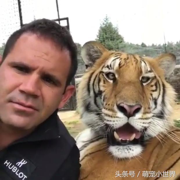 自拍|跟大猫玩自拍,它一脸憨呆已够爆笑,没想到再往下一看真的笑喷