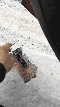 广阔|搞笑GIF: 你自由了, 奔跑吧! 这片广阔大地属于你了!