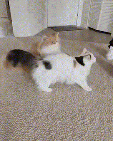 激动|搞笑GIF动图:这兄弟结婚是真激动,激动地媳妇都不要了