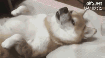 泰迪|搞笑gif，无聊时轻松一下吧