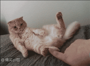 不要|感受下教科书一般的傲娇!