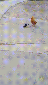 孙悟空|搞笑GIF:想当年我的祖师爷孙悟空就是用这木筏,划出了东海