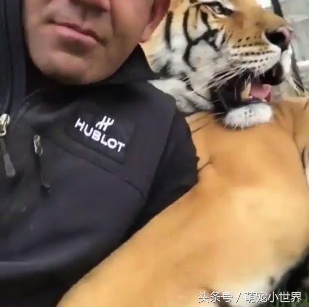 自拍|跟大猫玩自拍,它一脸憨呆已够爆笑,没想到再往下一看真的笑喷