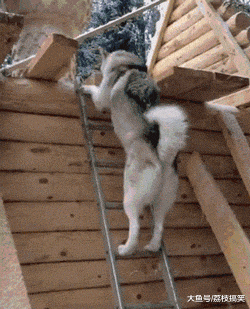 孩子|搞笑GIF图：这孩子是亲生的吗？