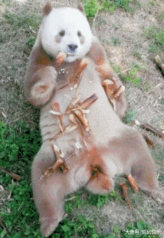 不好过|gif搞笑动图: 日子真心不好过啊,猴哥都出来卖橘子了诶