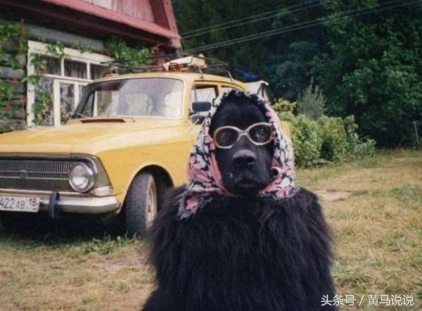 羊奶|爆笑趣图：奇葩动物搞笑来袭，请大家做好准备